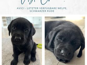 1x schwarzer Labrador-Welpe - Letzte Chance!