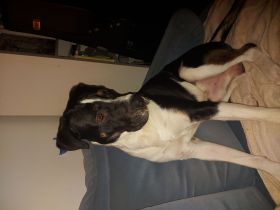 Old englisch Bulldogge mix