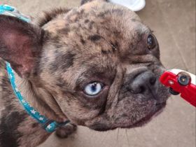 Französische Bulldogge