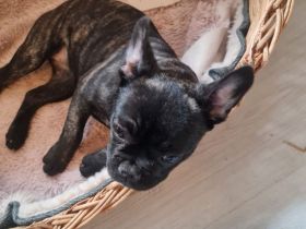 Französische bulldogge