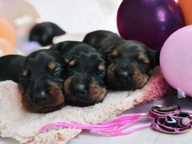 3 süße Dackelwelpen suchen ihr zu Hause
