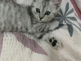 Kitten Katzenbabys Britisch Langhaar/ Eu Kurzhaar Mix