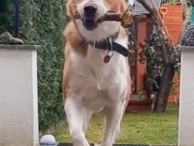 Buddy, 2 Jahre, sucht Happy-Home