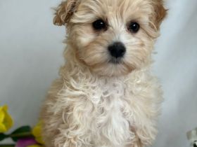 Maltipoo
