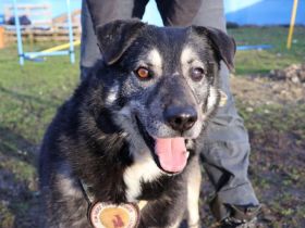 Lenny möchte nochmal durchstarten