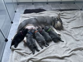 Französische Bulldogge Welpen