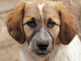 Thia und Luana, geb. ca. 10/2023, lebt in GRIECHENLAND