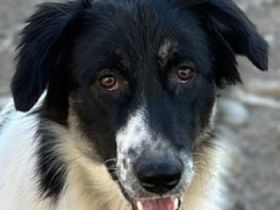 Lady, Kaiser, Baron geb. ca. 12/2023, lebt in GRIECHENLAND, notdürftige Versorgung