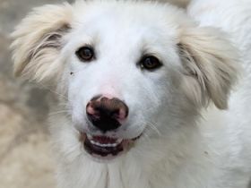 Frauke und Fenri, geb. ca. 11/2023, lebt in GRIECHENLAND, auf einer privaten Pflegestelle