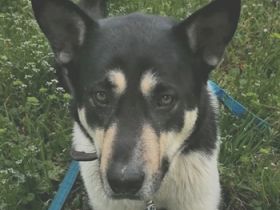 Nestor, geb. ca. 01/2023, lebt in GRIECHENLAND, auf einer privaten Pflegestelle