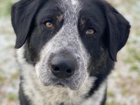 Malik, geb. ca.02/2022, lebt in GRIECHENLAND, im städt. Tierheim Serres