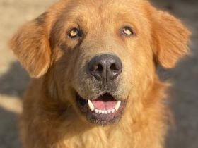 Paule, geb. ca. 02/2021, lebt auf einer Pflegestelle in 47652 Weeze