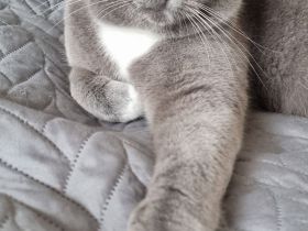 Deckkater Bkh selten Grau weiss