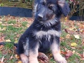 Old German Shepherd Dogs puppies