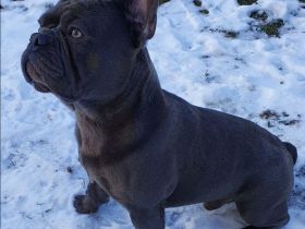 Deckrüde Französische Bulldogge Solid blue ( trägt cocoa)