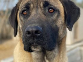 Donna, geb. ca. 06/2023, lebt in GRIECHENLAND, im städt. Tierheim Serres