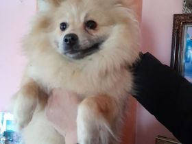 Zwergspitz Mädchen Notverkauf