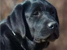Wurferwartung Labradorwelpen in schwarz & gelb mit Ahnentafel aus liebevoller Hausaufzucht