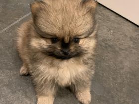 Welpen mit Ahnentafel, JORA von Kohlstädt