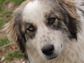 Paula und Xabi, geb. ca. 07/2023, lebt in GRIECHENLAND