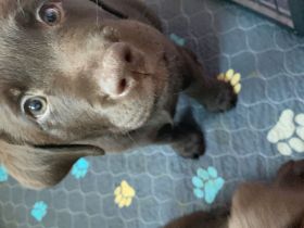 Reinrassige Labradorwelpen