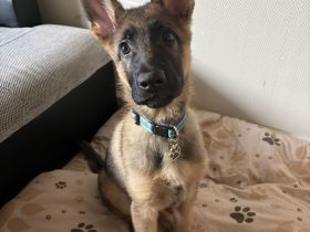 Deutscher Schäferhund Welpe