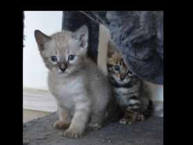 Bengalen vom Moorjuwel