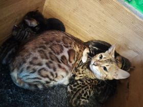 Unsere beiden letzten Jungs aus dem Wurf wollen ausziehen