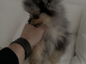 Reinrassige Pomeranian / Zwergspitz Welpen