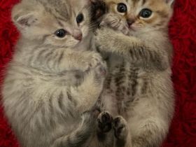 6 Süße Kitten abzugeben