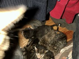 4 kleine Samtpfoten vom 18.08.2024