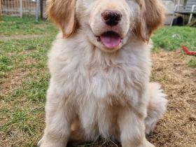 Hovawart-Welpen vom Rosenhof