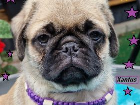 Altdeutsche-Mopswelpen mit Papieren und kompletter Impfung