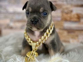 Französische Bulldoggen mit langen Nasen