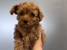 Toypudel mini Toy Pudel