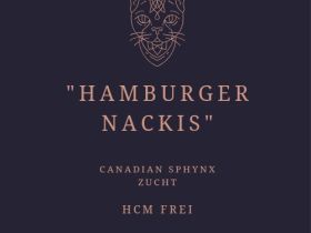 Canadian Sphynx Kitten Verein Zucht Hamburg