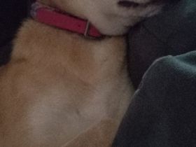 Golden Retriever Mix Hündin