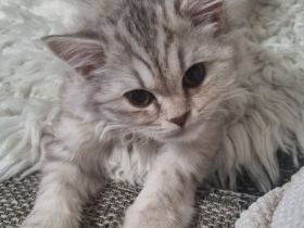 BKH Kitten Langhaar