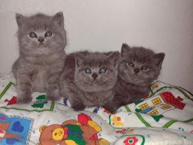 Bkh Reinrassig kitten