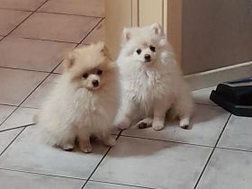 Reinrassige Zwergspitz Welpen