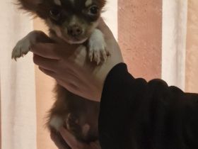 Reinrassige chihuahua welpen
