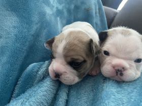 Französische Bulldoggen Welpen ab Ende März 2024!