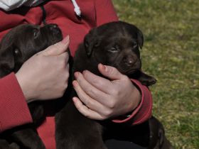 Labrador Welpen