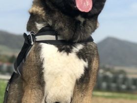 Wurfankündigung American Akita Welpen