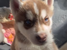 Sibirien Husky Welpe