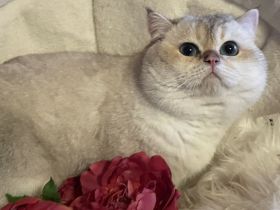 BKH Deckkater kräftig mit Stammbaum