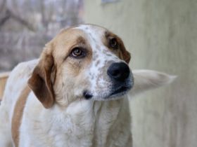 sanfte Leyka sucht ein ländliches Zuhause