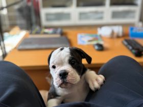 English/Old English (New) Bulldog Welpen