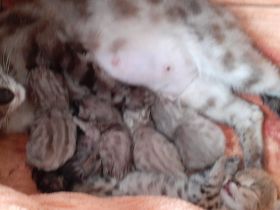 Kätzchen suchen ab 07 ein zuhause