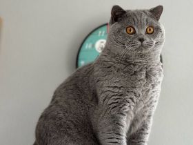 Bkh Kater in blau, Blutgruppe B